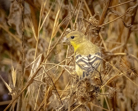 American Goldfinch - James Kendall