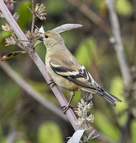 American Goldfinch - James Kendall