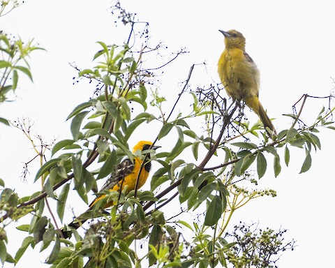 Hooded Oriole - James Kendall