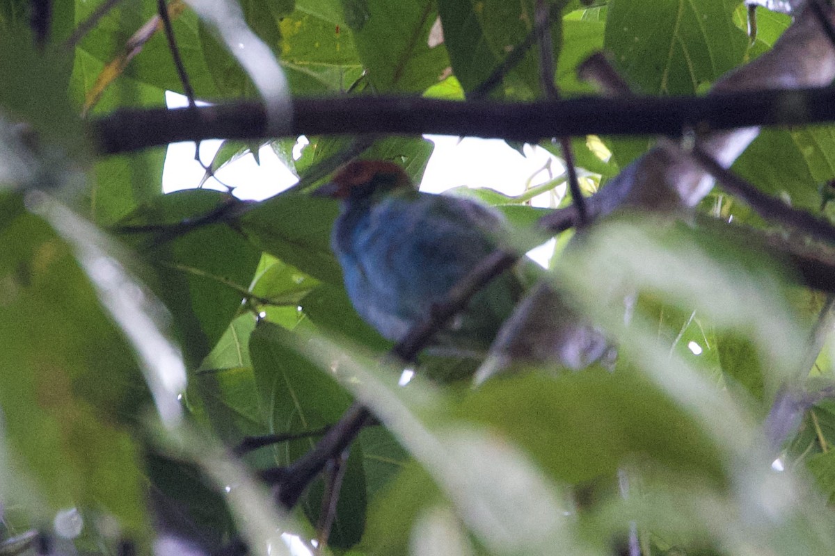 Bay-headed Tanager - ML598427341