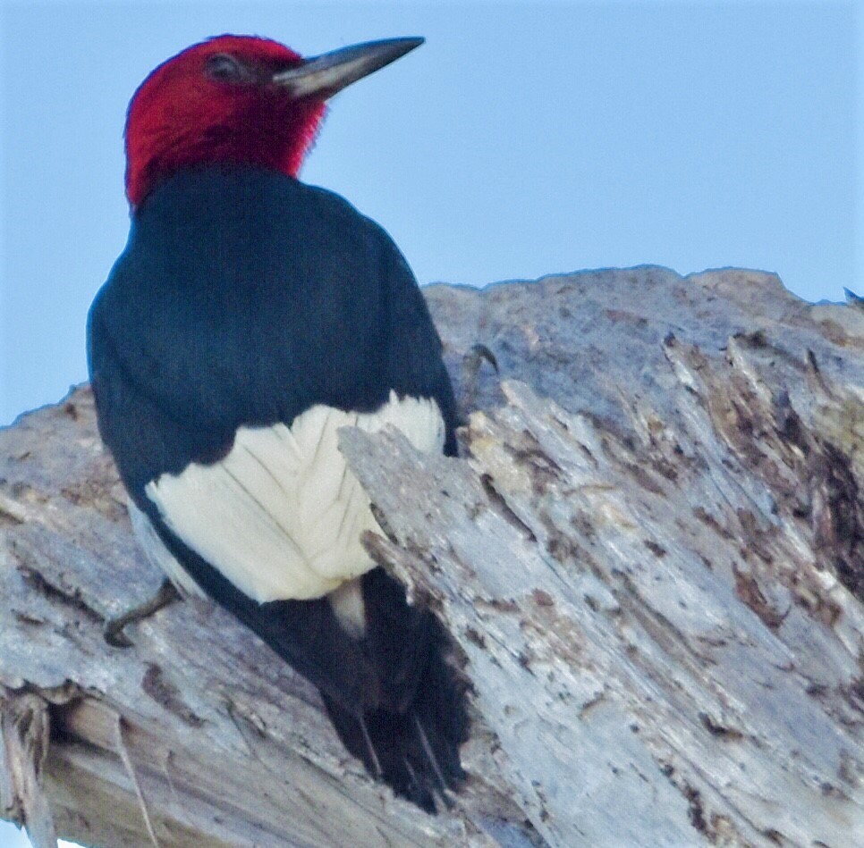 Red-headed Woodpecker - ML598432771