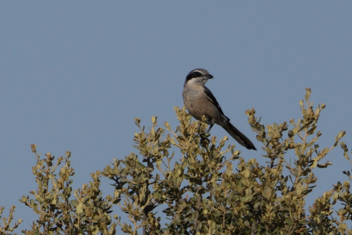 Iberian Gray Shrike - ML598432971