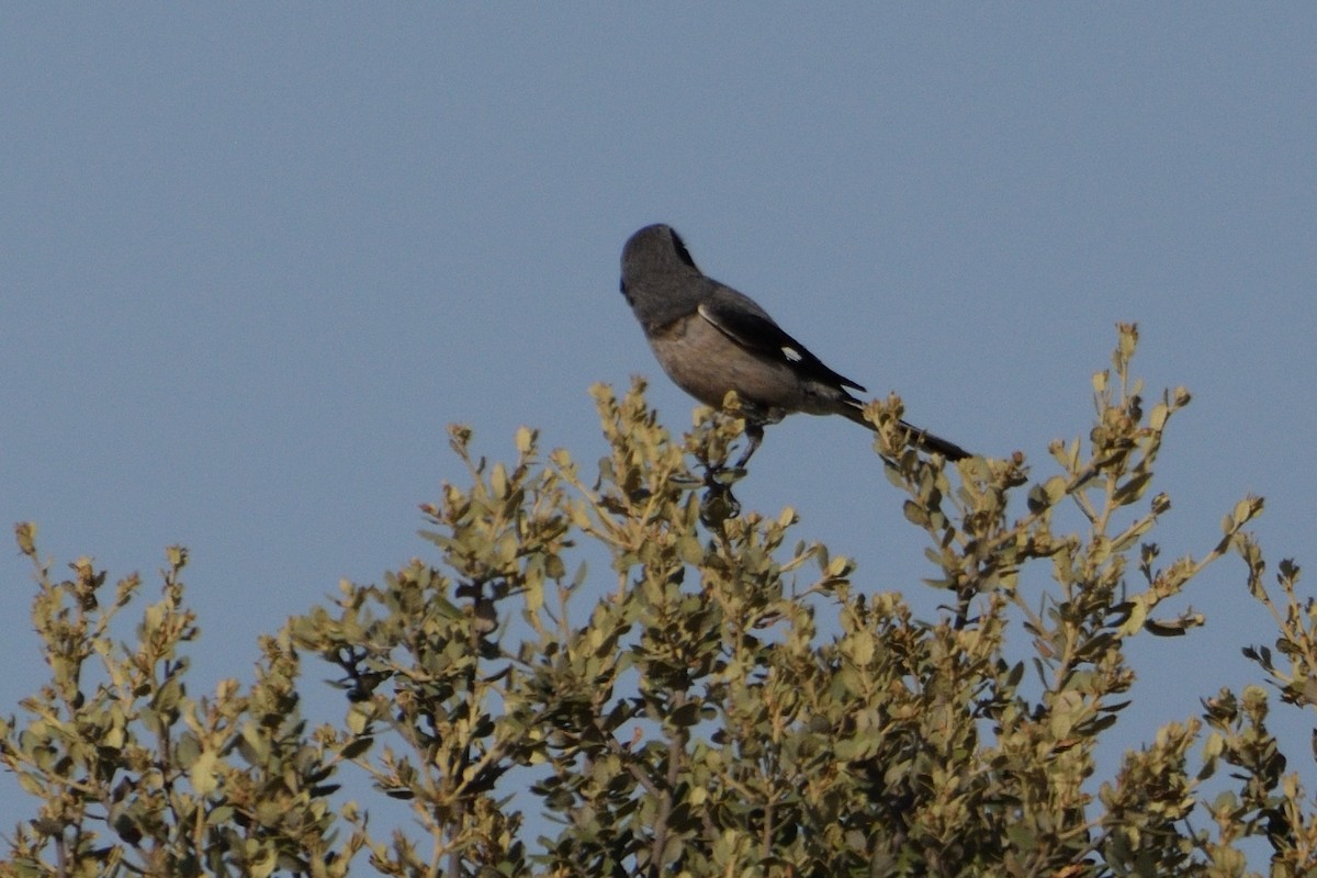 Iberian Gray Shrike - ML598432981