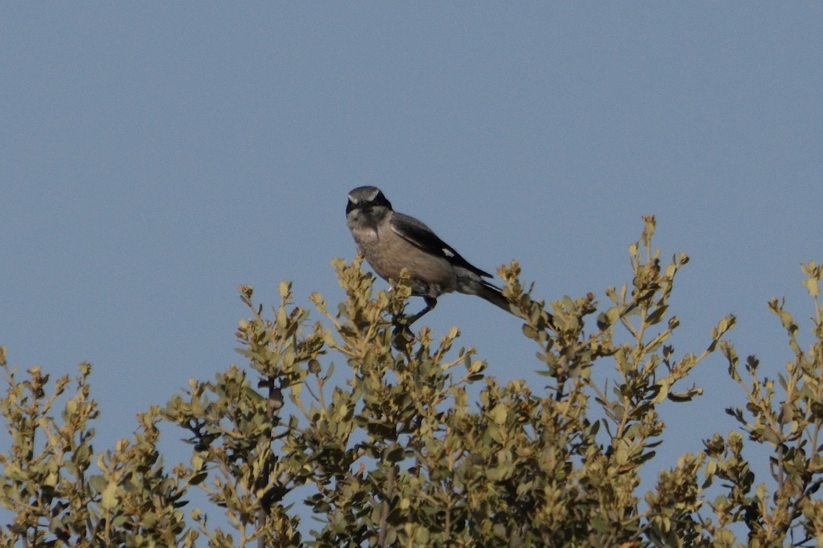 Iberian Gray Shrike - ML598432991