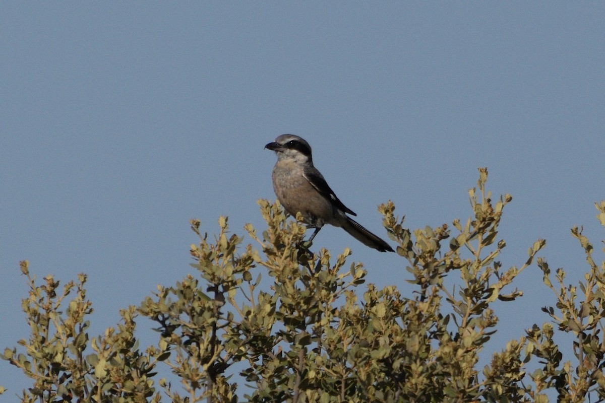 Iberian Gray Shrike - ML598433001
