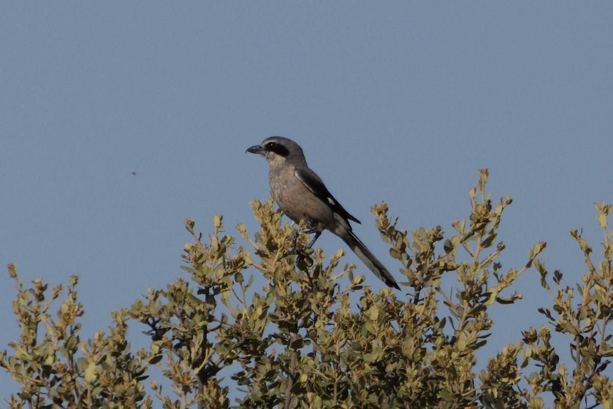 Iberian Gray Shrike - ML598433011
