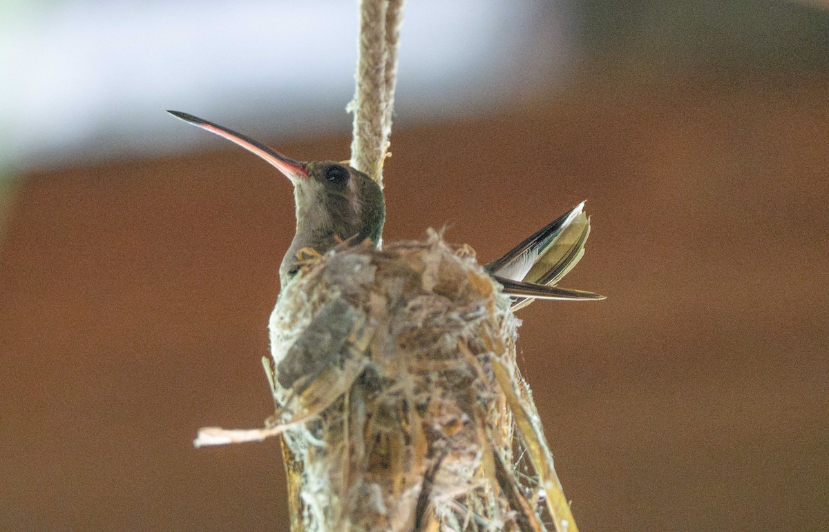 Broad-billed Hummingbird - ML598435471
