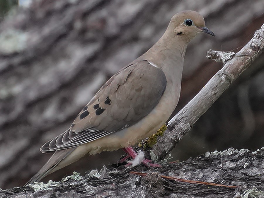 Mourning Dove - Michael Rieser