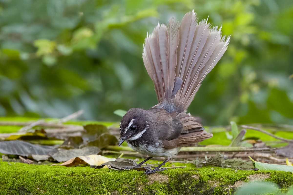 Spot-breasted Fantail - ML598438981