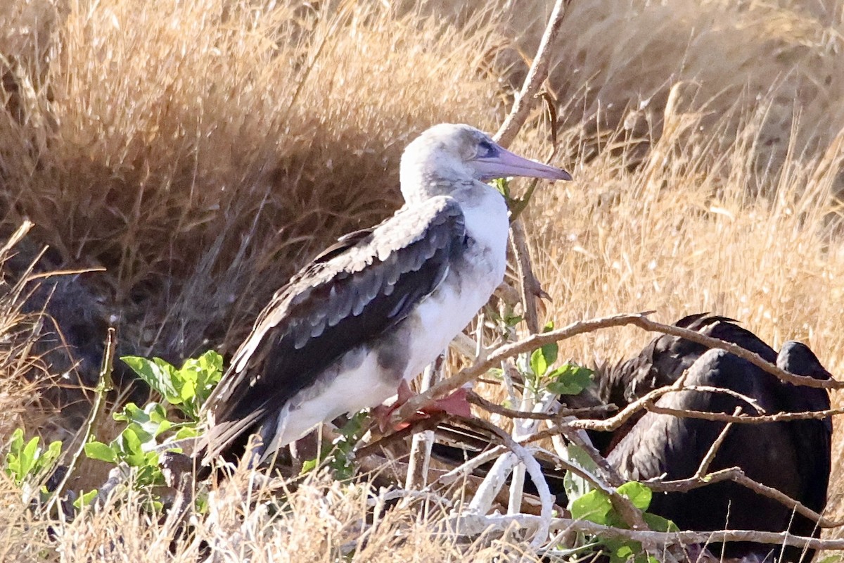 Red-footed Booby - ML598439731