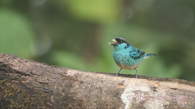 Golden-naped Tanager (Golden-naped) - ML598440831