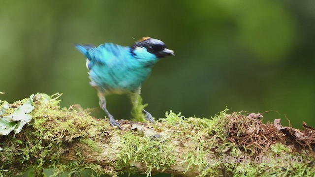 Golden-naped Tanager (Golden-naped) - ML598443401