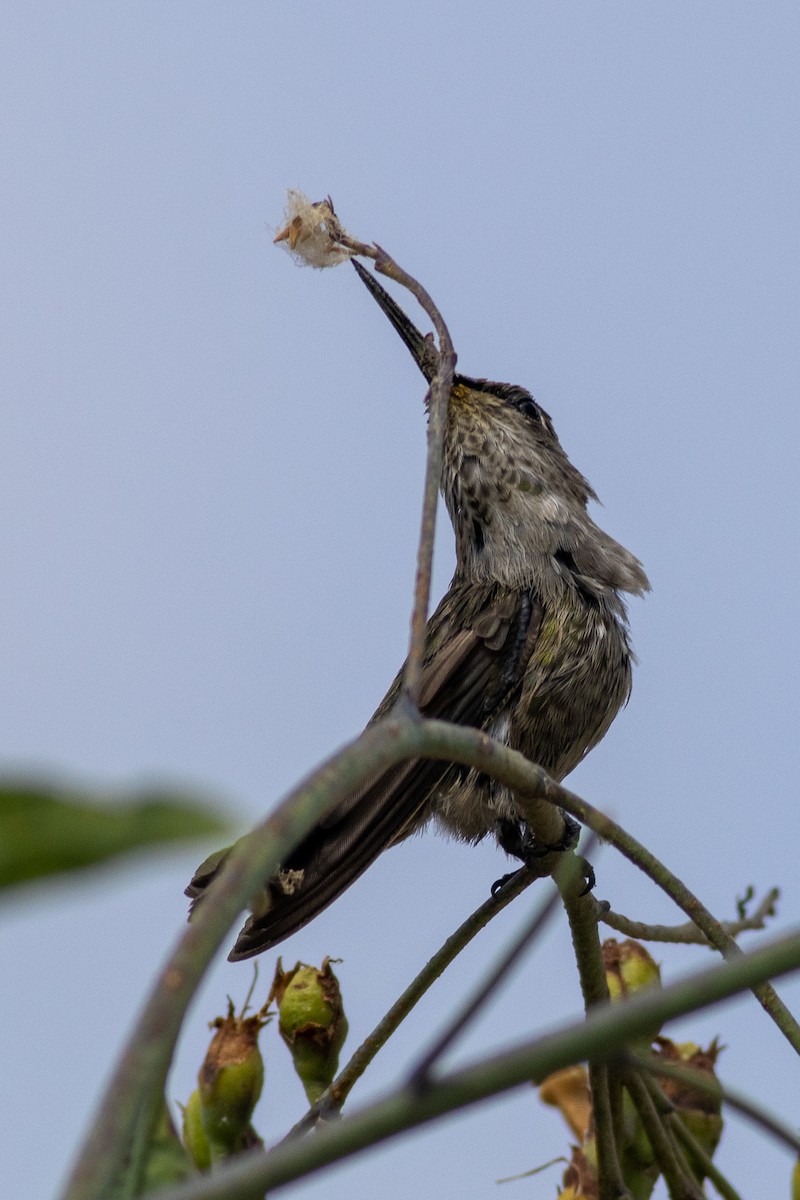 Anna's Hummingbird - ML598447711