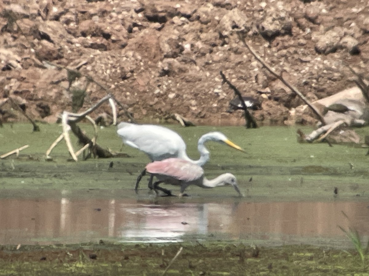 Wisconsin eBird Checklist - 29 Jul 2023 - Ken Euers Wetland Preserve ...