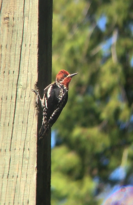 Red-naped x Red-breasted Sapsucker (hybrid) - ML59845471