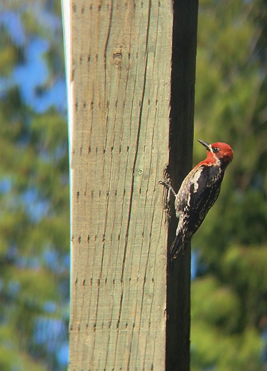 Red-naped x Red-breasted Sapsucker (hybrid) - ML59845491