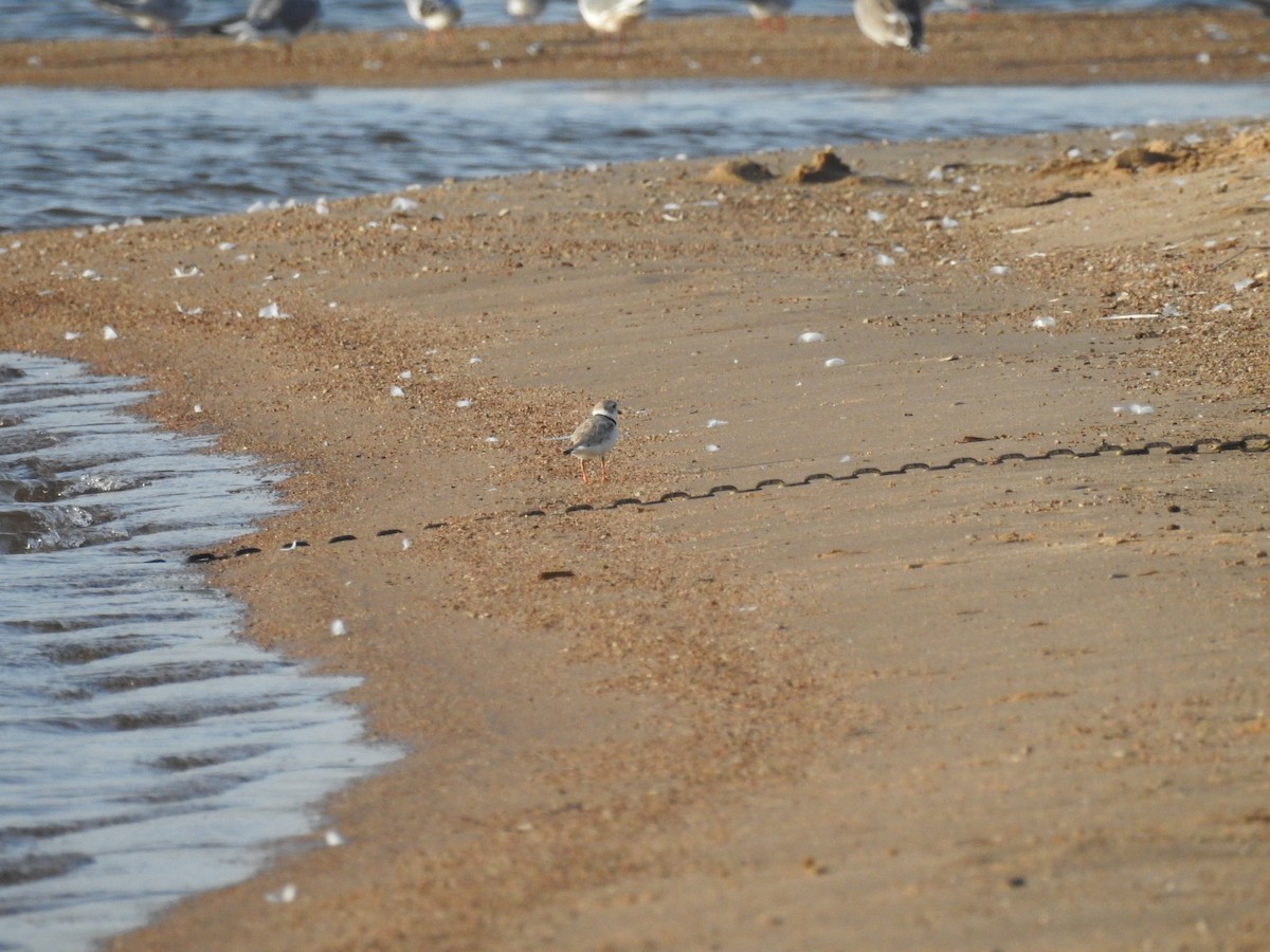 Piping Plover - ML598455491