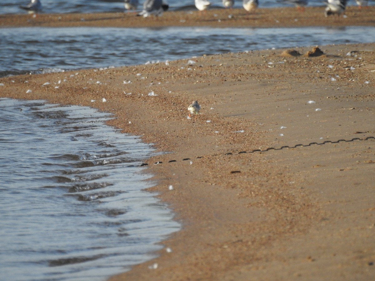 Piping Plover - ML598455501