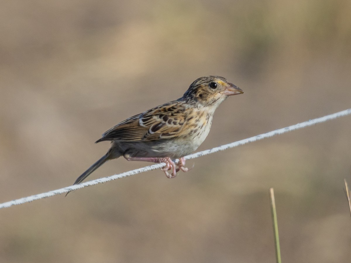 Grasshopper Sparrow - ML598456321