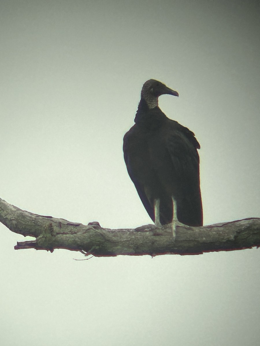 Black Vulture - ML598460361