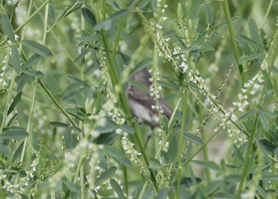 Lucy's Warbler - ML598463371