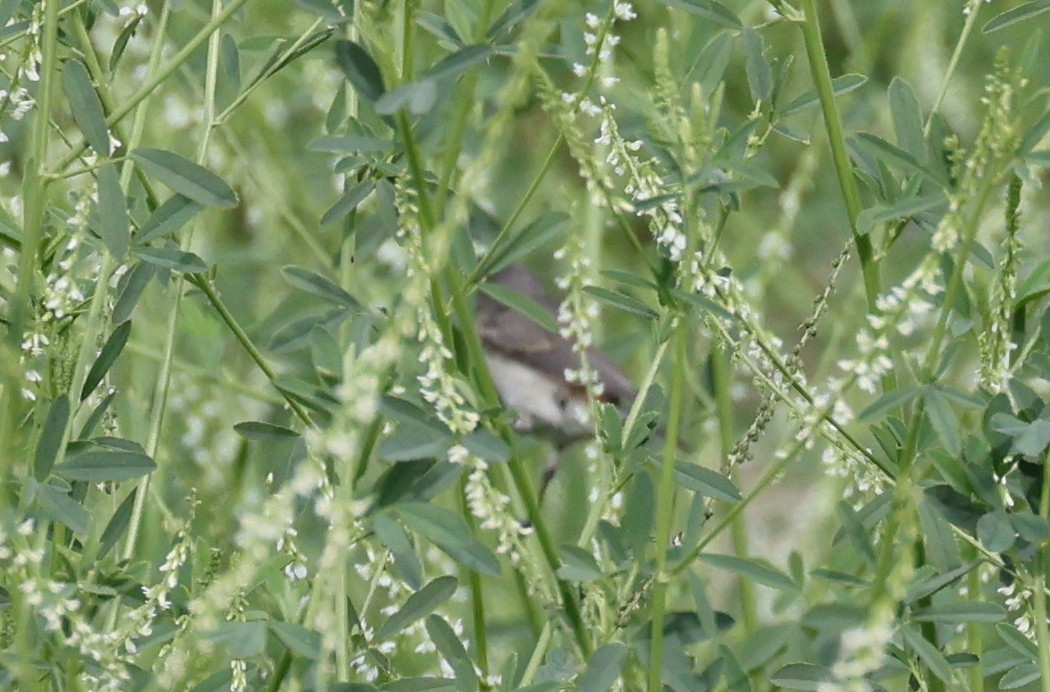Lucy's Warbler - ML598463391
