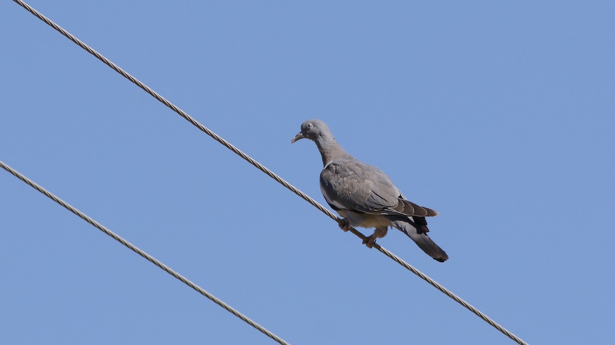 Common Wood-Pigeon - ML598472751