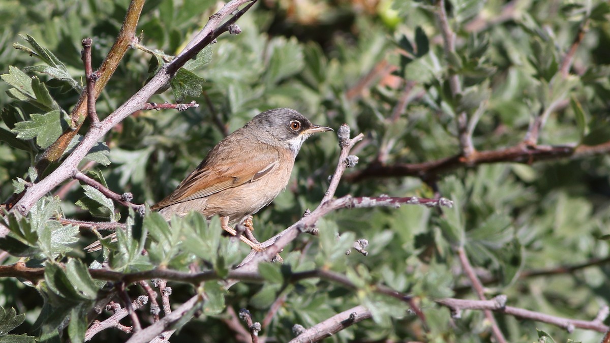 Spectacled Warbler - ML598473241