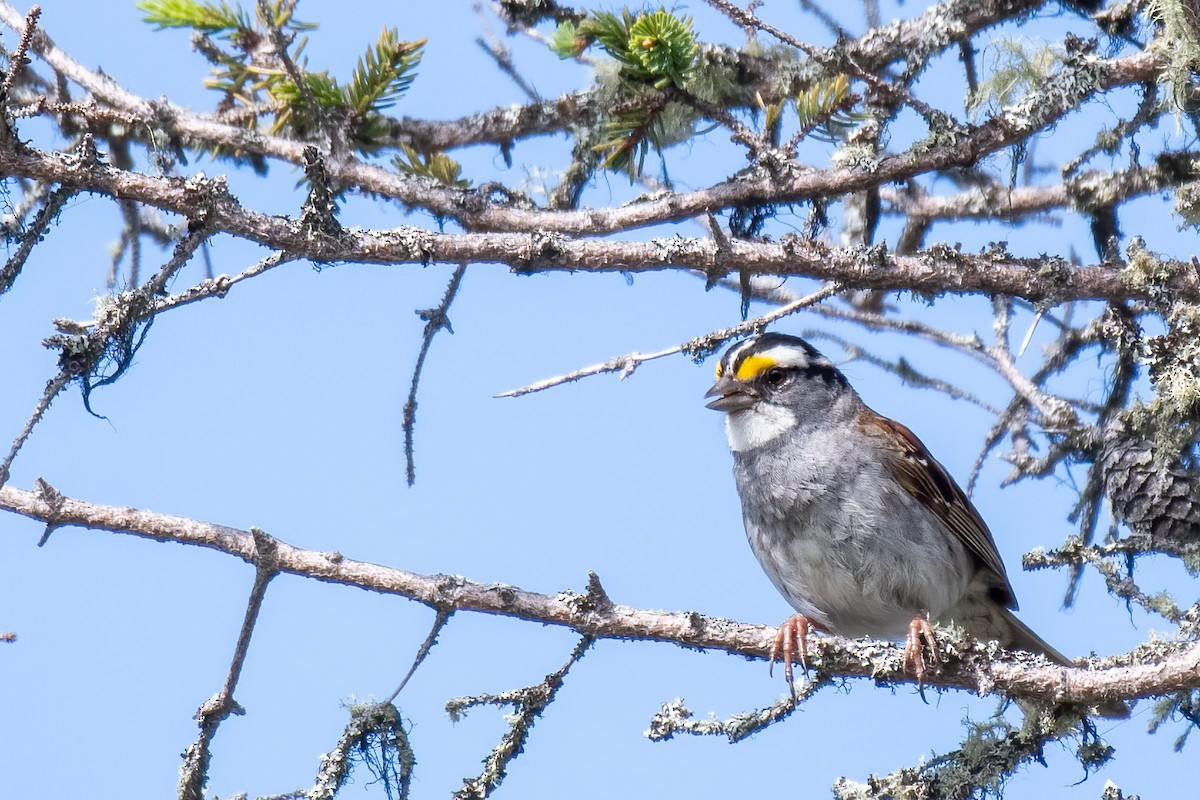 White-throated Sparrow - ML598473601