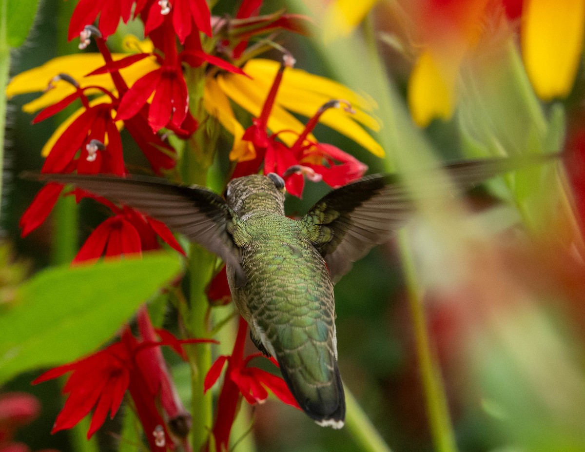 Ruby-throated Hummingbird - ML598474201