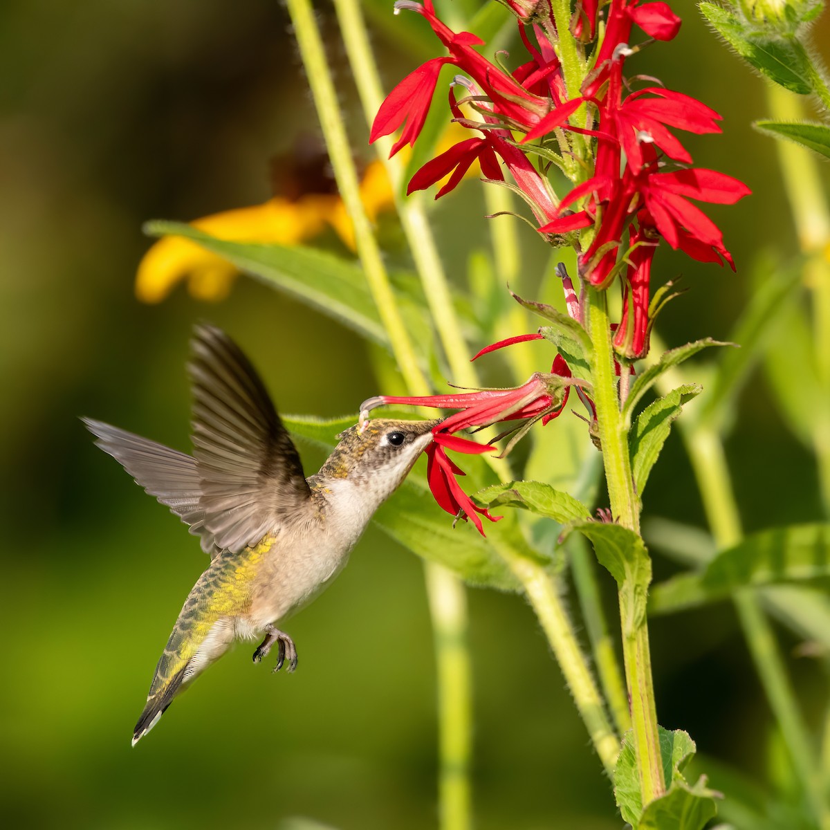 Ruby-throated Hummingbird - ML598474221