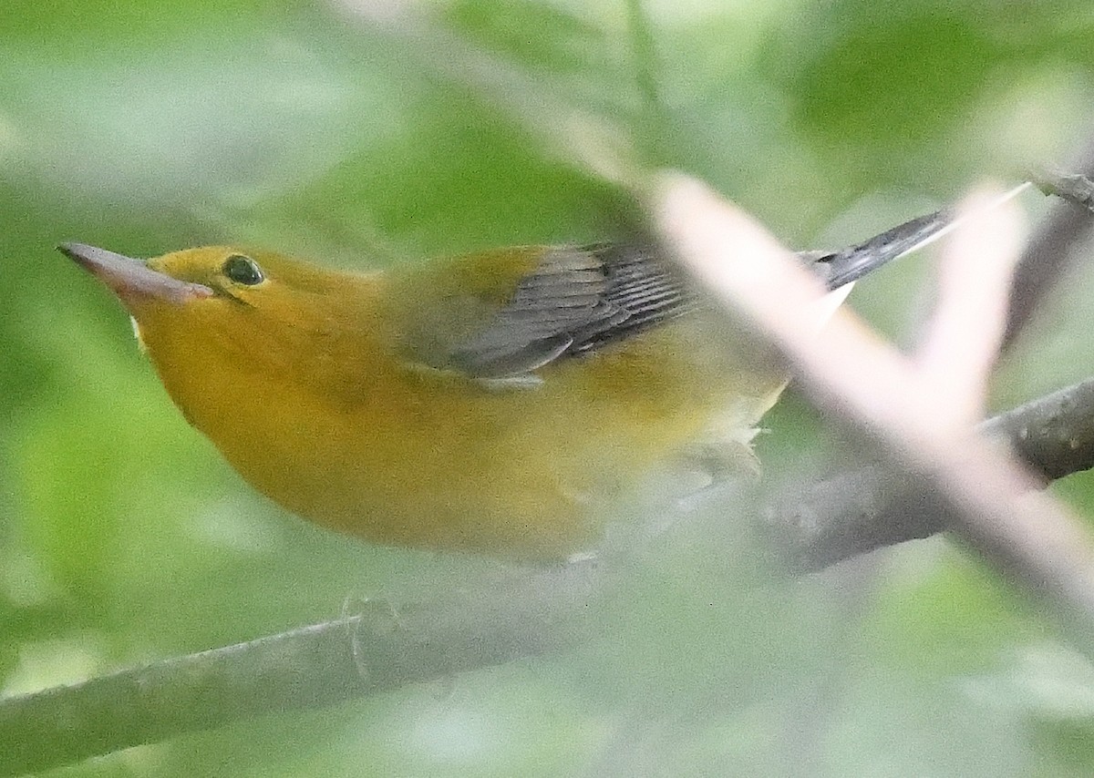 Prothonotary Warbler - ML598475121