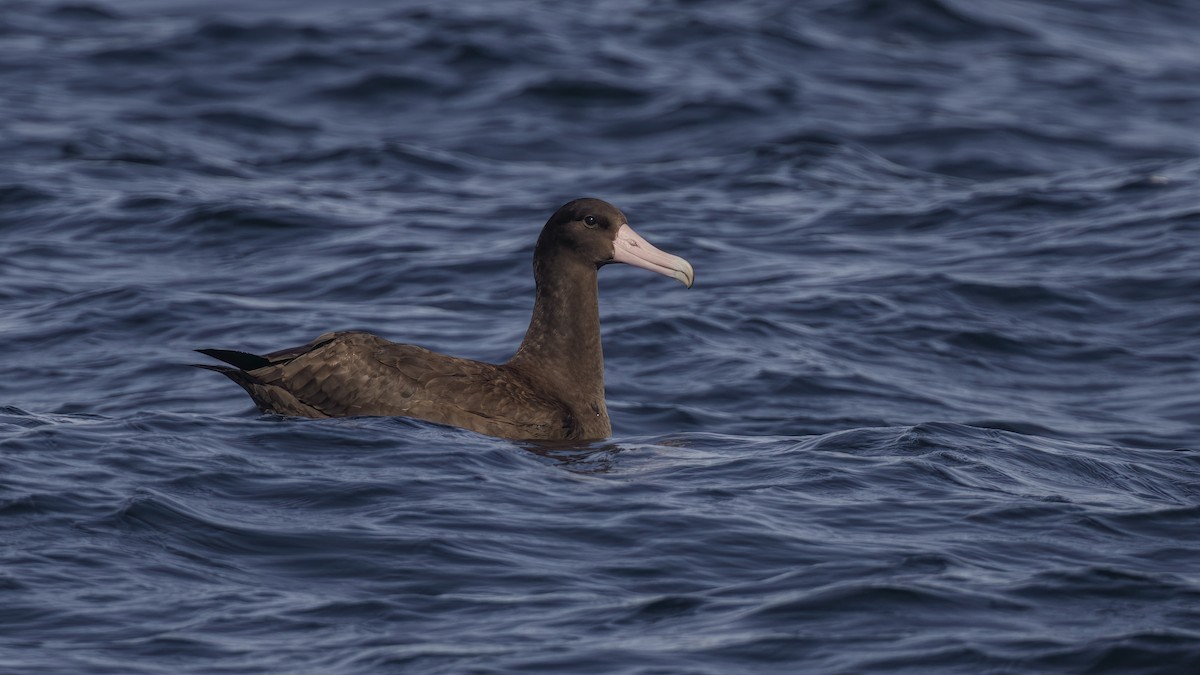 Albatros à queue courte - ML598480401
