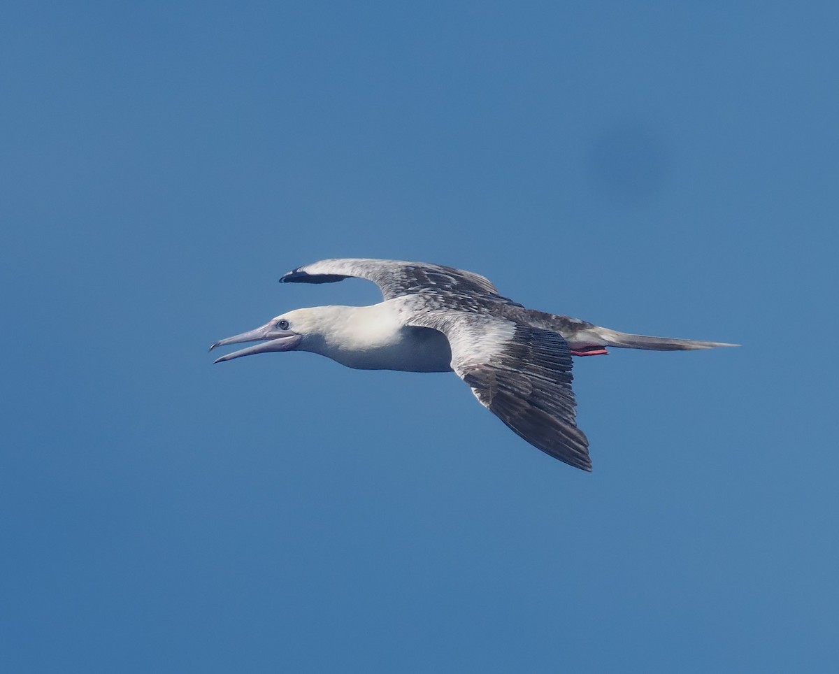 Red-footed Booby (Indopacific) - Andrew Whitehouse