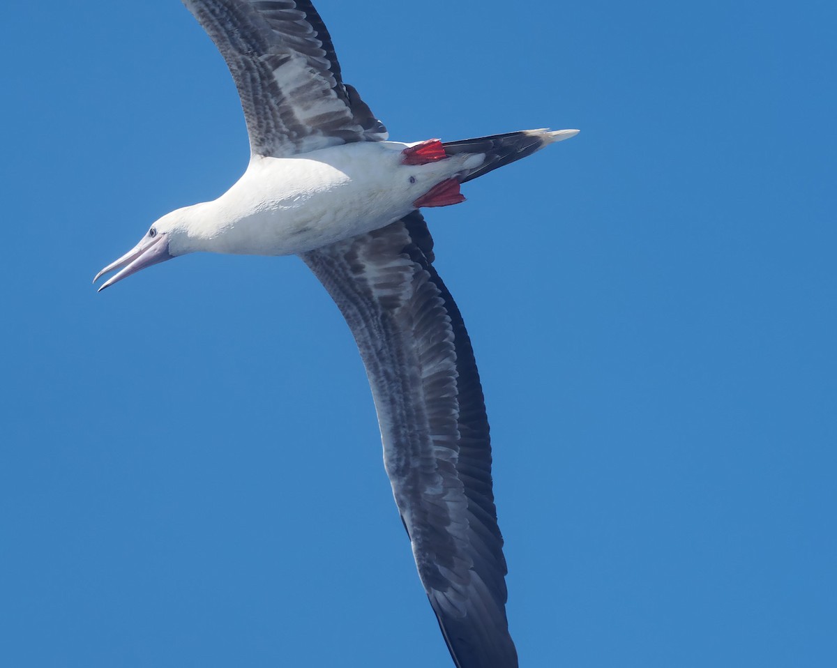 Red-footed Booby (Indopacific) - ML598480491