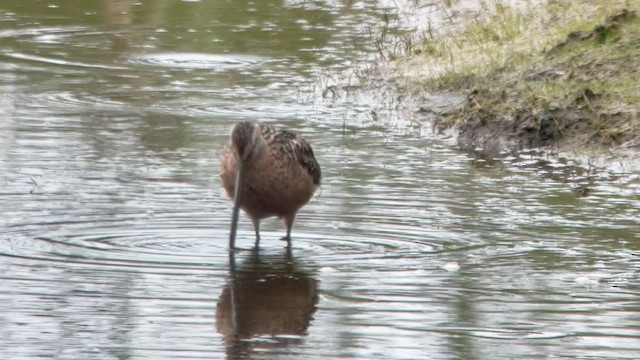 Long-billed Dowitcher - ML598481451