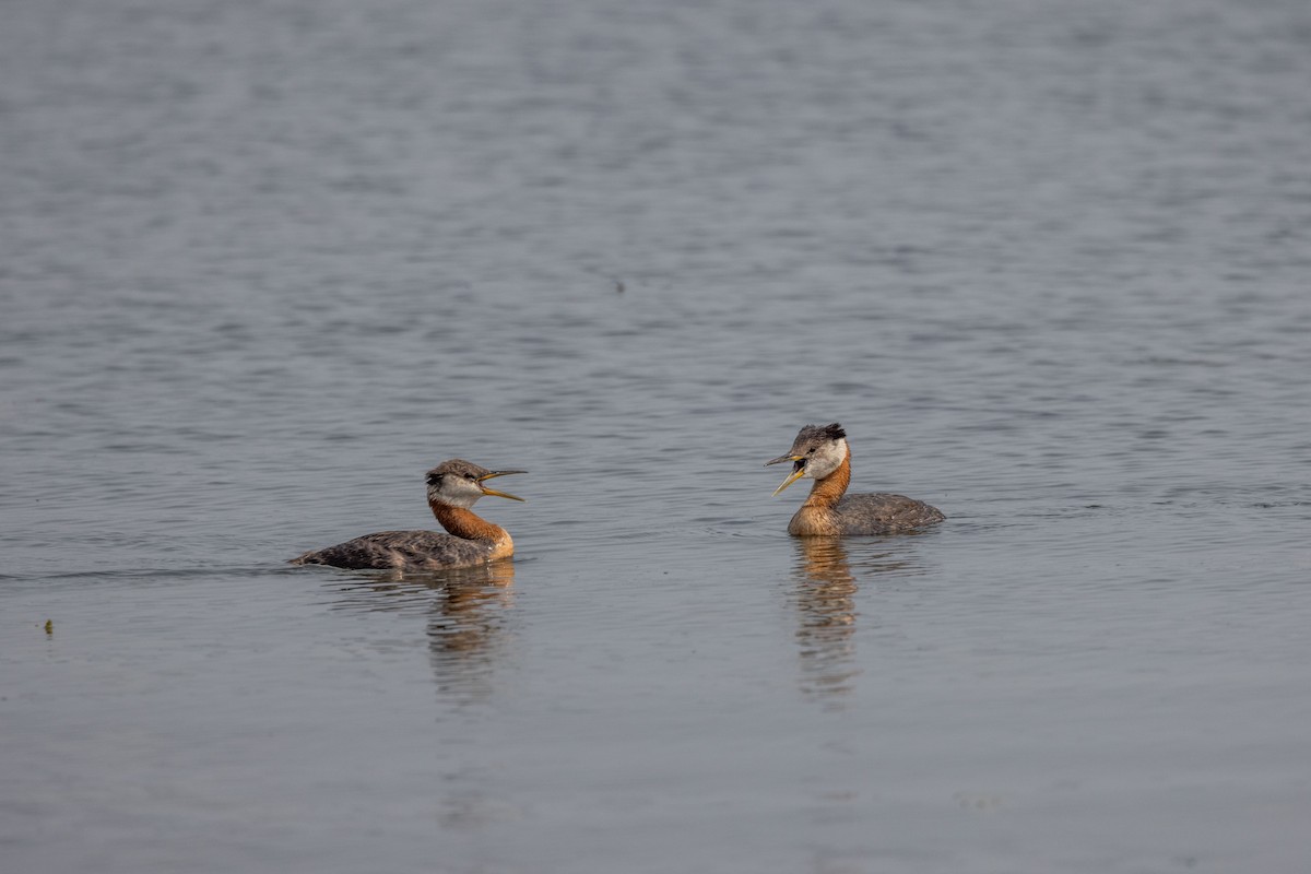 Red-necked Grebe - ML598485601