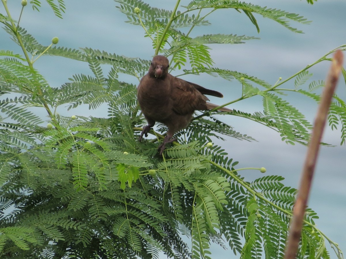 Seychelles Parrot - Martina Corgnati