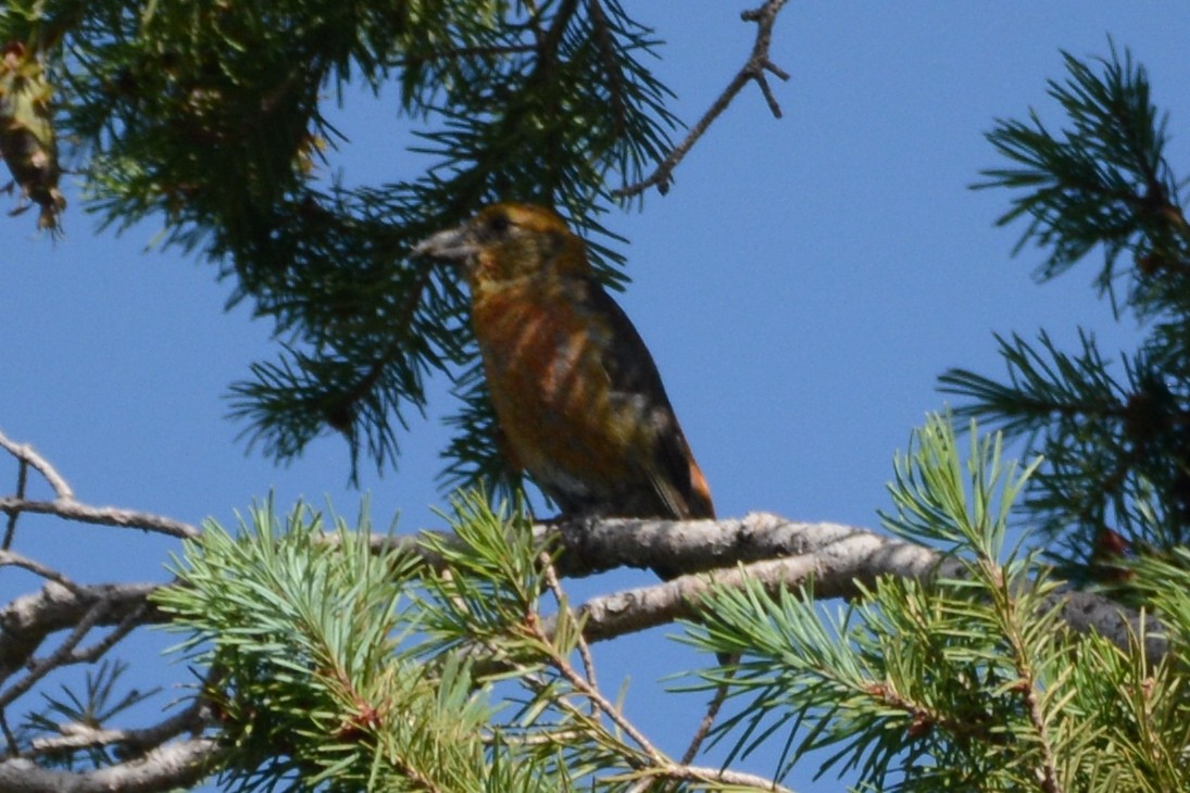 Red Crossbill - Cathy Pasterczyk