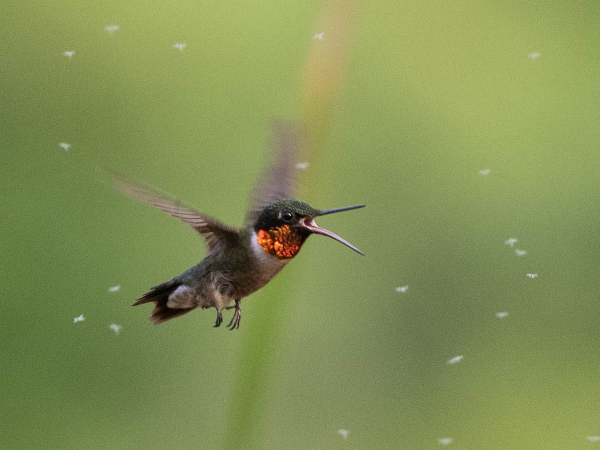 Ruby-throated Hummingbird - ML598488211