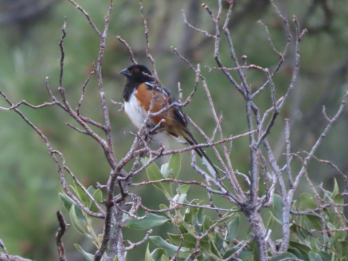Spotted Towhee - ML598488981