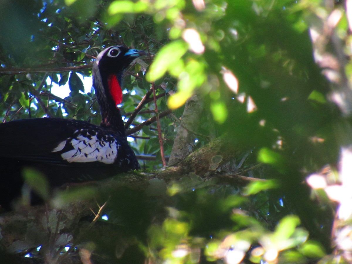 Black-fronted Piping-Guan - ML598490291