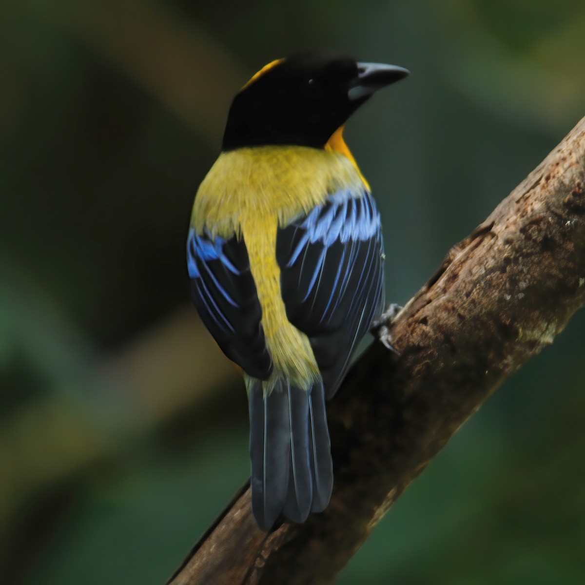 Black-chinned Mountain Tanager - ML598492271