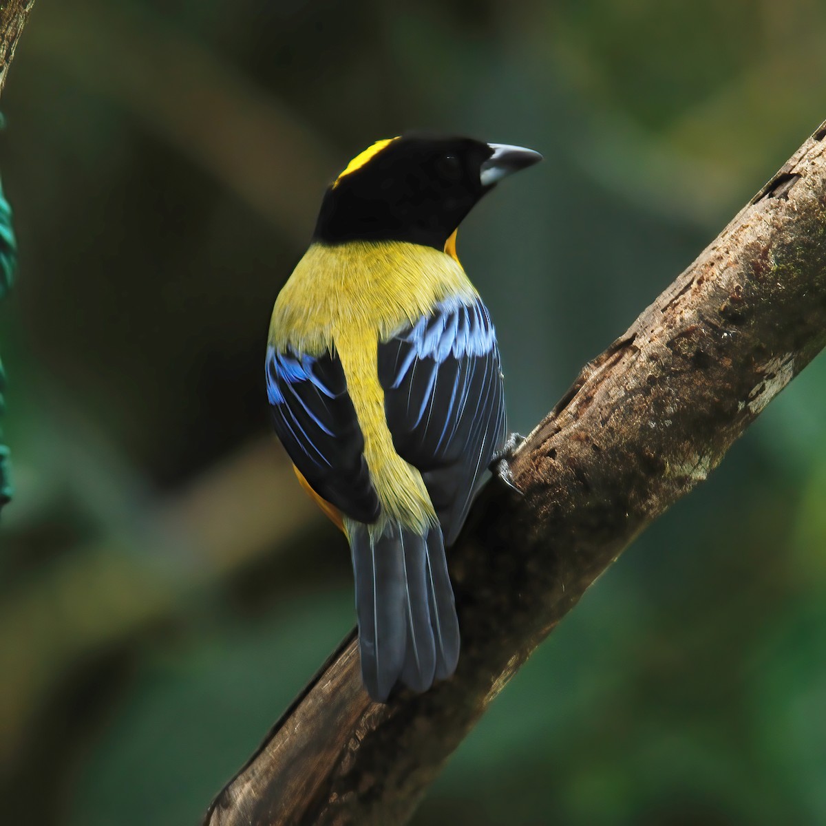 Black-chinned Mountain Tanager - ML598492281