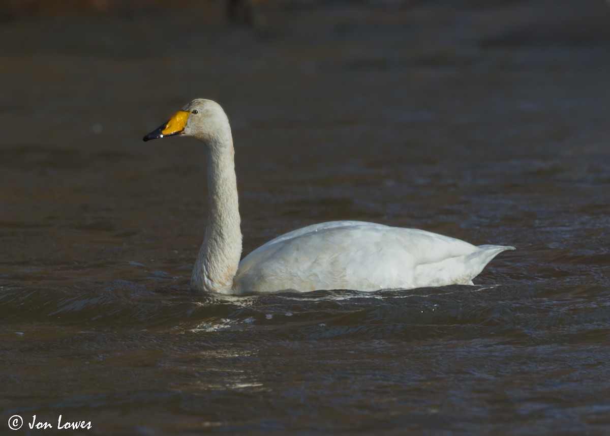 Whooper Swan - ML598493401