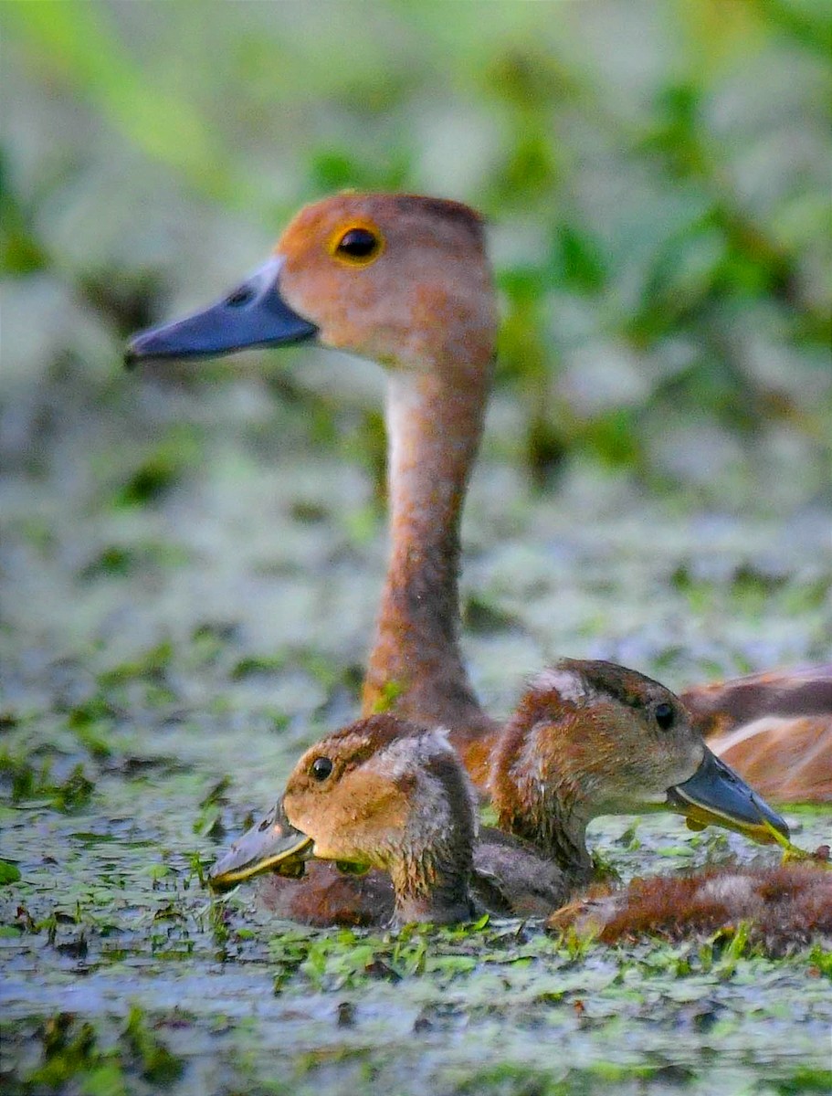 whistling-duck sp. - ML598493491