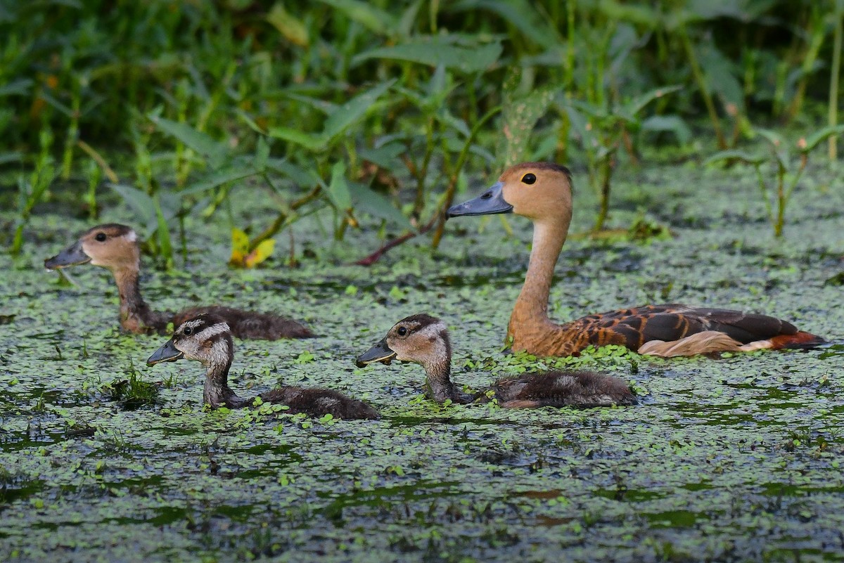whistling-duck sp. - ML598493501