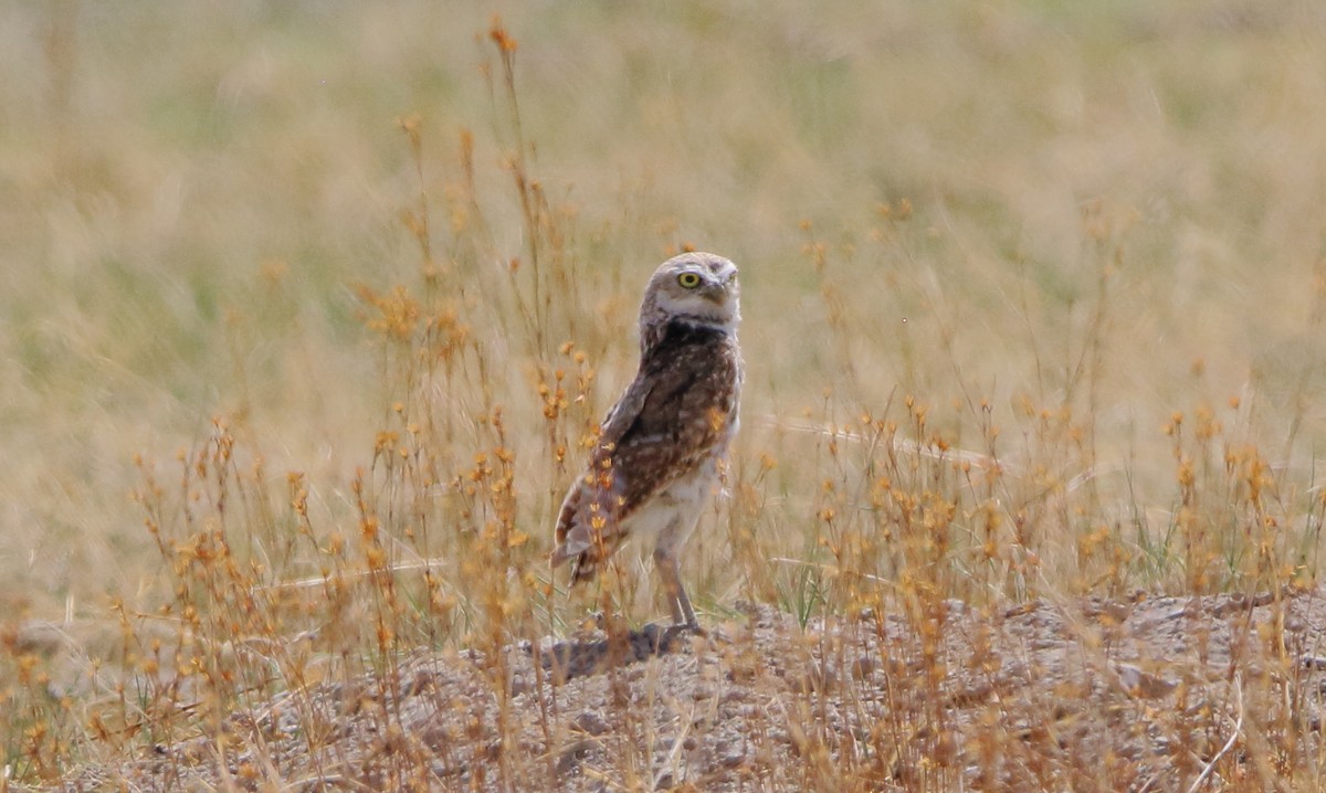 Burrowing Owl - ML598496831