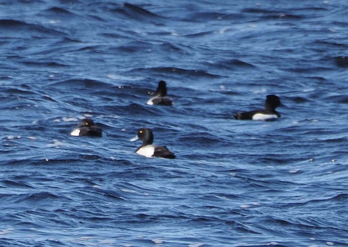 Greater Scaup - ML598497331