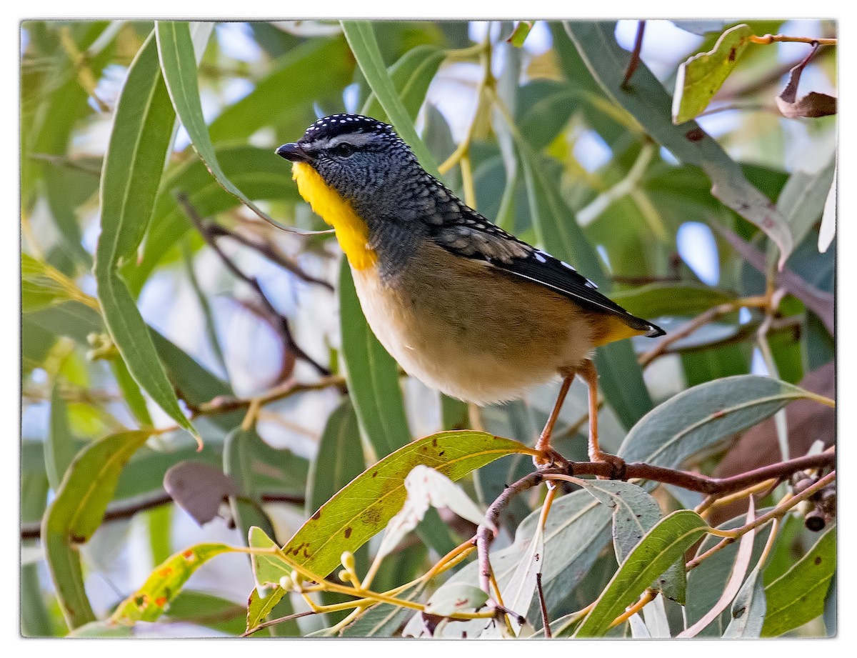 Spotted Pardalote - ML59850181